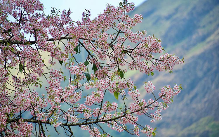 Descubre la Magia de los Almendros en Flor en Extremadura: Fechas, Lugares y Gastronomía
