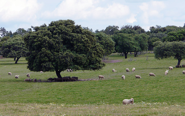 Planes para visitar Extremadura en otoño: Alcántara y su entorno