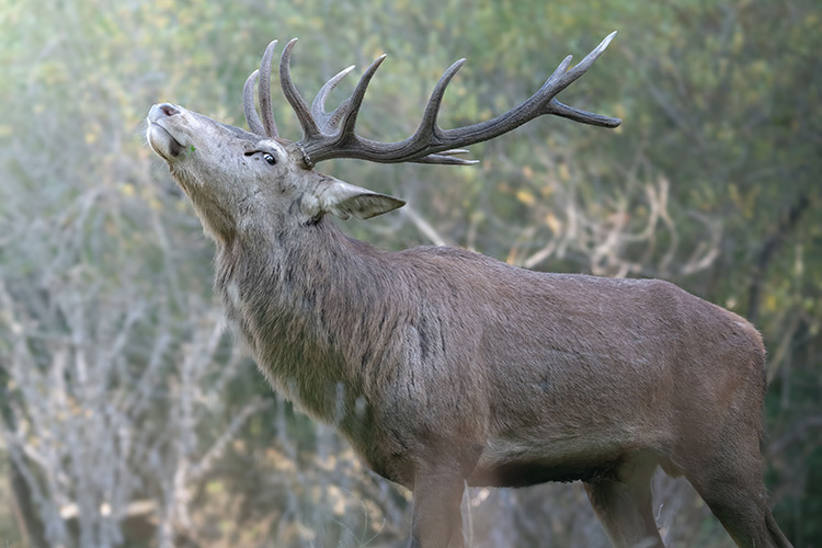 La berrea en Extremadura: cuándo y dónde verla cerca de Alcántara